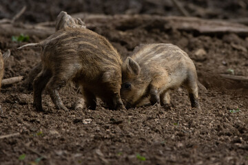 2 young wild boars fight