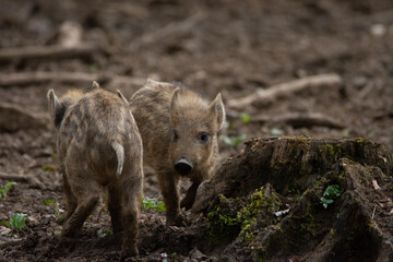 2 young wild boars fight