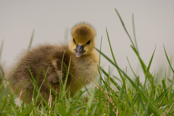 Geese chicks with yellow feathers in the meadow