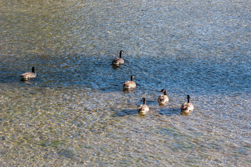 Canada Geese (Branta canadensis) in Yellowstone National Park, USA