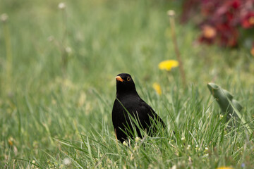 Black blackbird in the grass looks for worms