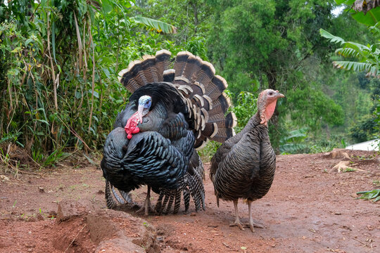 Un dindon dans la campagne du Cameroun