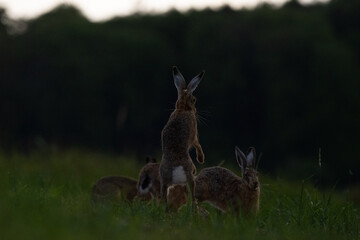 Obraz na płótnie Canvas Rabbits fighting in a meadow