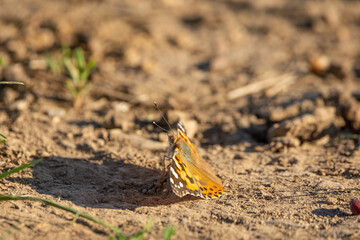butterfly on the ground