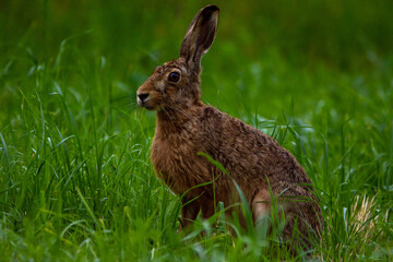 A brown hare sits alone in a meadow and listens