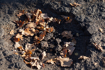 A hole in the asphalt on a street filled with autumn's fallen leaves.