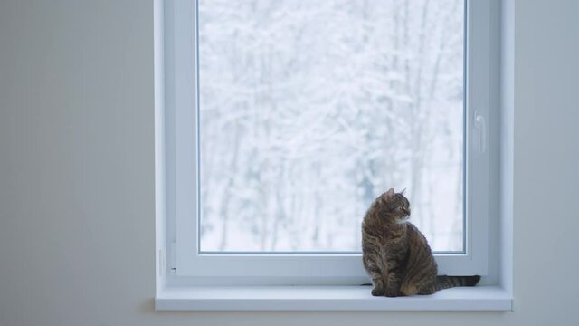 home cat and russian winter