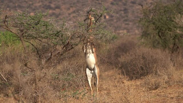 Gerenuk standing and feeding in savannah. Gerenuk - Litocranius walleri also giraffe gazelle, long-necked antelope in Africa, long slender neck and limbs, standing on hind legs during feeding leaves.