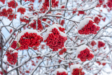 Winter frozen red rowan berries under the first snow. The snowfall covered the trees with snow. Trees in the snow. First snow. Wonderful winter.