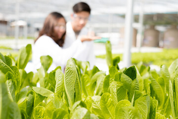 Hydroponics, two Asian scientists, tested the standards and collected chemical data of the organic vegetables grown using hydroponics in the nursery