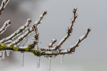 Nach Eisregen mit Eis glasierte Pflanzen, Büsche, Blumen, Zweige und Äste mit blurry Hintergrung.