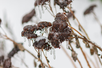 Nach Eisregen mit Eis glasierte Pflanzen, Büsche, Blumen, Zweige und Äste mit blurry Hintergrung.