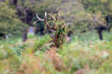 Stag in Bushy Park, Hampton Court