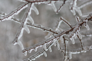 Vom Eisregen mit Eis und Schnee überzogene Pflanze, Blüten, Äste und Zweige.