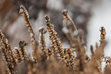 Vom Eisregen mit Eis und Schnee überzogene Pflanze, Blüten, Äste und Zweige.