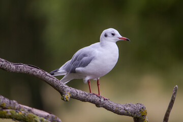 a gull sitting on a branch over the pond at Bushy Park