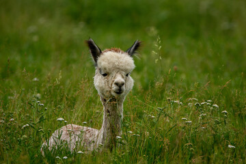 Obraz premium Alpaca lies in the meadow and is resting