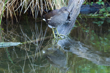 A baby coot sitting on a log