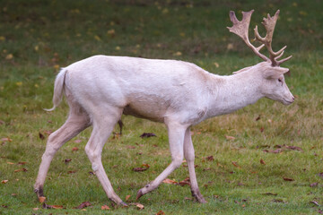 Obraz na płótnie Canvas A white stag deer in Bushy Park Hampton Court
