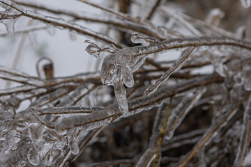 Vom Eisregen mit Eis und Schnee überzogene Pflanze, Blüten, Äste und Zweige.