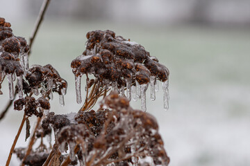 Vom Eisregen mit Eis und Schnee überzogene Pflanze, Blüten, Äste und Zweige.