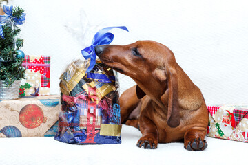 New year Christmas dachshund dog  with tie