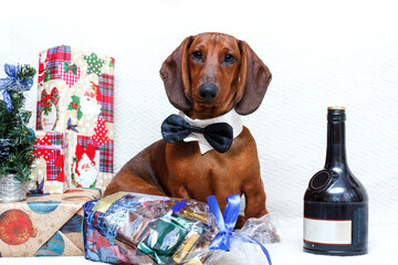 New year Christmas dachshund dog  with tie