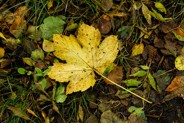 colorful fall leaves on the forest floor