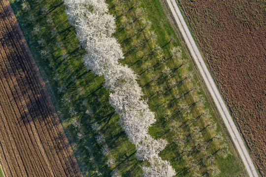 Drone view of cherry orchard stretching between two plowed fields in spring
