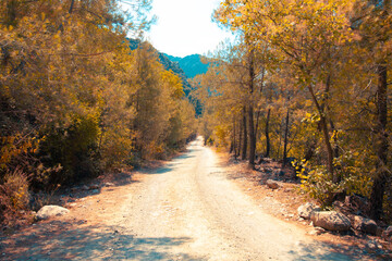 Dirt road in the forest at autumn. Autumn scene from a forest.
