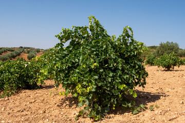 Fototapeta na wymiar Cepa, parra en el viñedo mediterráneo