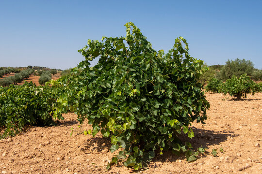 Cepa, parra en el vi&ntilde;edo mediterr&aacute;neo