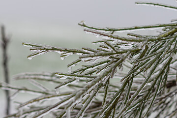 Vom Eisregen mit Eis und Schnee überzogene Pflanze, Blüten, Äste und Zweige.