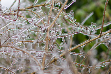 Vom Eisregen mit Eis und Schnee überzogene Pflanze, Blüten, Äste und Zweige.