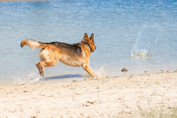 Fototapeta na wymiar Young happy German Shepherd, playing in the water. The dog splashes and jumps happily in the lake