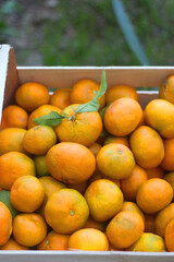 Wooden crate filled with fresh tangerines. Selective focus.