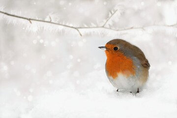 Winter scenery with European Robin bird sitting in the snow within a snowfall.