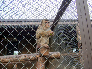 monkey eats fruit in the aviary in the zoo