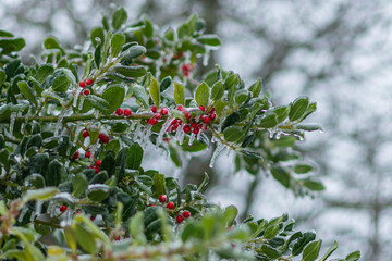 Vom Eisregen mit Eis und Schnee überzogene Pflanze, Blüten, Äste und Zweige.