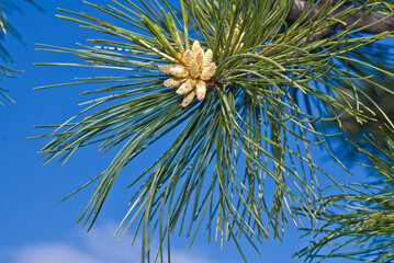 Naklejka premium Korean Pine (Pinus koraiensis) in garden, Moscow region, Russia