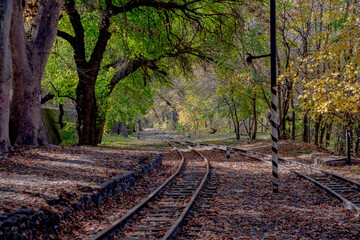 Railroad tracks vanishing into a forest area. Old overgrown railroad leading into a forest. 