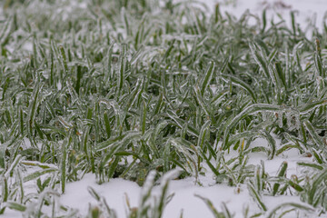 Vom Eisregen mit Eis und Schnee überzogene Pflanze, Blüten, Äste, Zweige und Gras.
