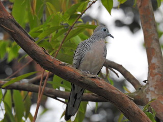 Zebra Dove perched on tree