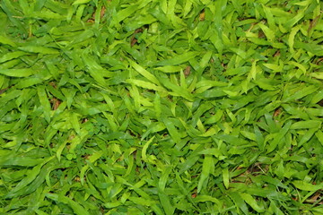 Green Tropical Carpet for the background image