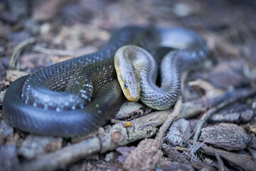 Aesculapean Snake (Zamenis longissimus) on the wood.