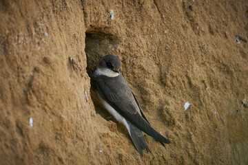 Bank Swallow (Riparia riparia) at the nesting hole.