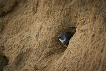 Bank Swallow (Riparia riparia) at the nesting hole.
