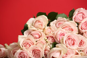 Flowers background. Bouquet of beautiful pink roses on red background.