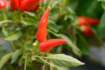 Red ornamental pepper Joker