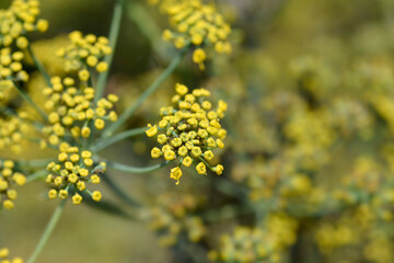 Obraz premium Common fennel